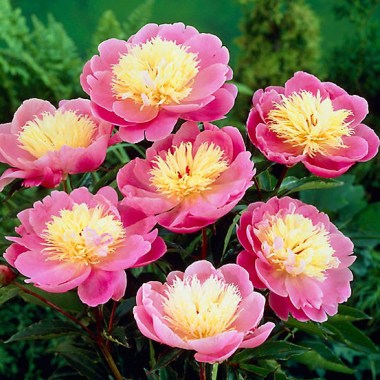 paeony-’bowl-of-beauty’-pack-of-3-bare-root-plants_82s868frsp (1)